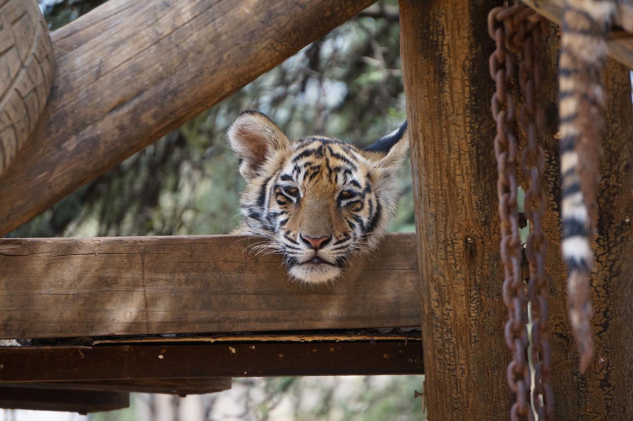 Boskoppie Lion & Tiger Reserve Kroonstad Kültér fotó