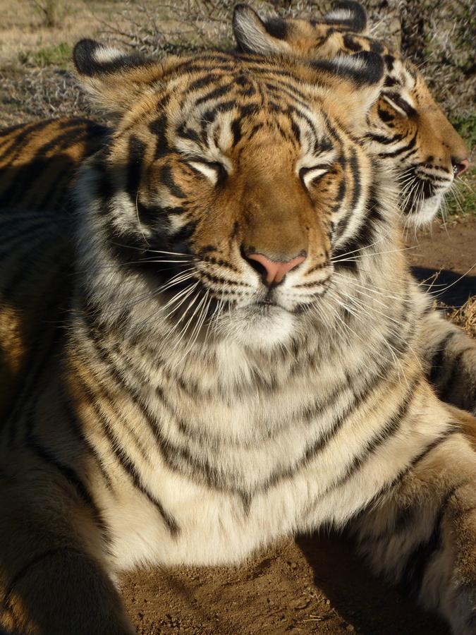 Boskoppie Lion & Tiger Reserve Kroonstad Kültér fotó