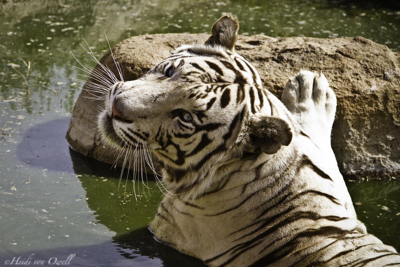Boskoppie Lion & Tiger Reserve Kroonstad Kültér fotó