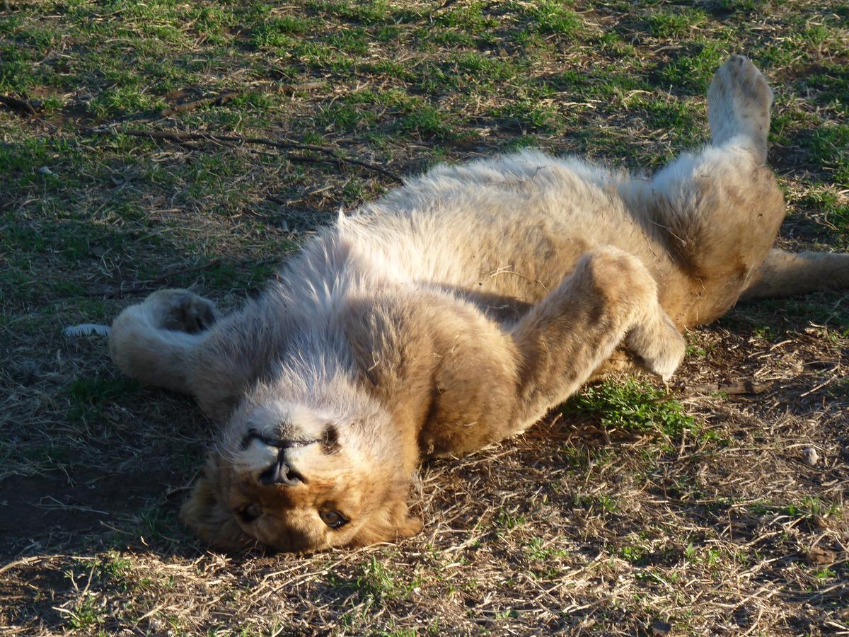 Boskoppie Lion & Tiger Reserve Kroonstad Kültér fotó