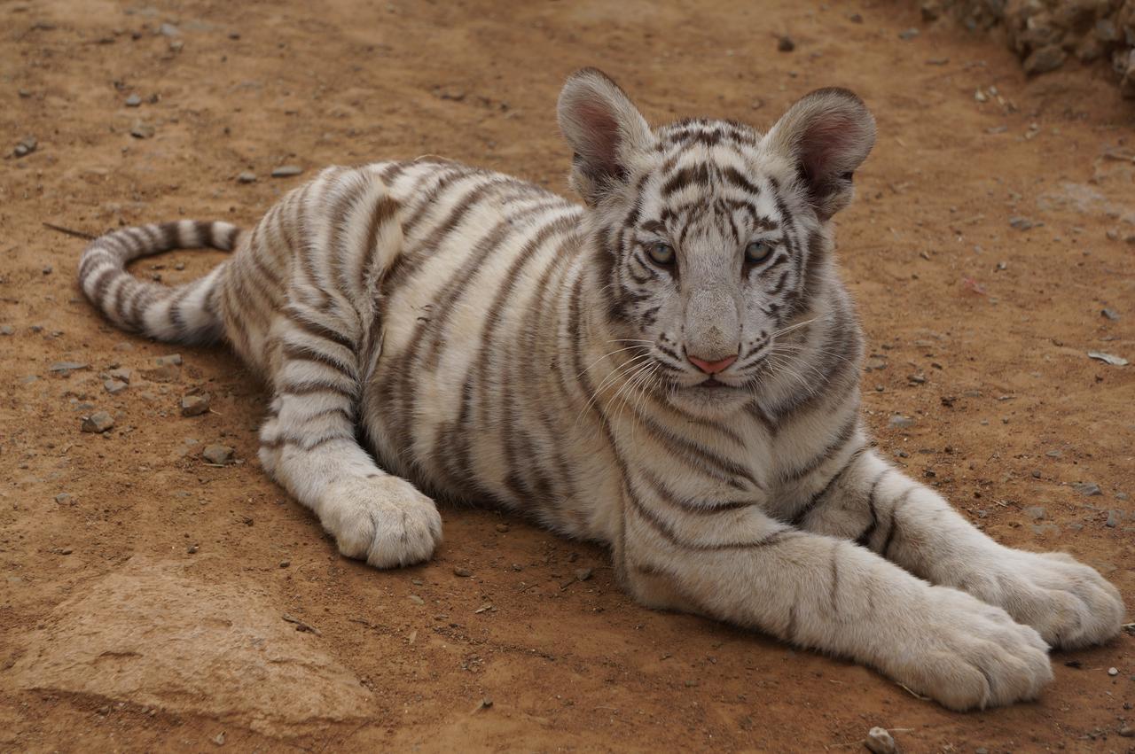 Boskoppie Lion & Tiger Reserve Kroonstad Kültér fotó