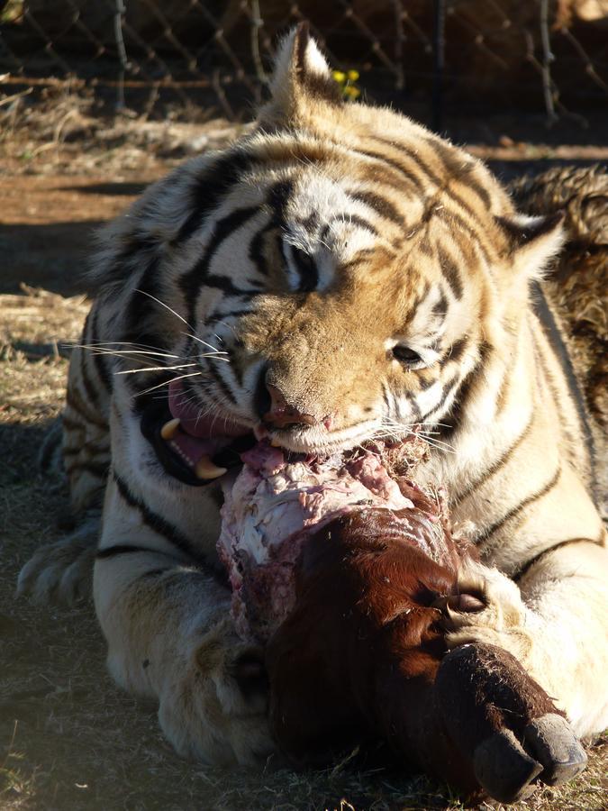 Boskoppie Lion & Tiger Reserve Kroonstad Kültér fotó