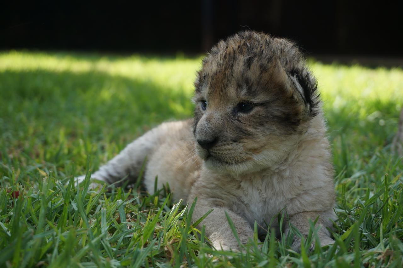 Boskoppie Lion & Tiger Reserve Kroonstad Kültér fotó