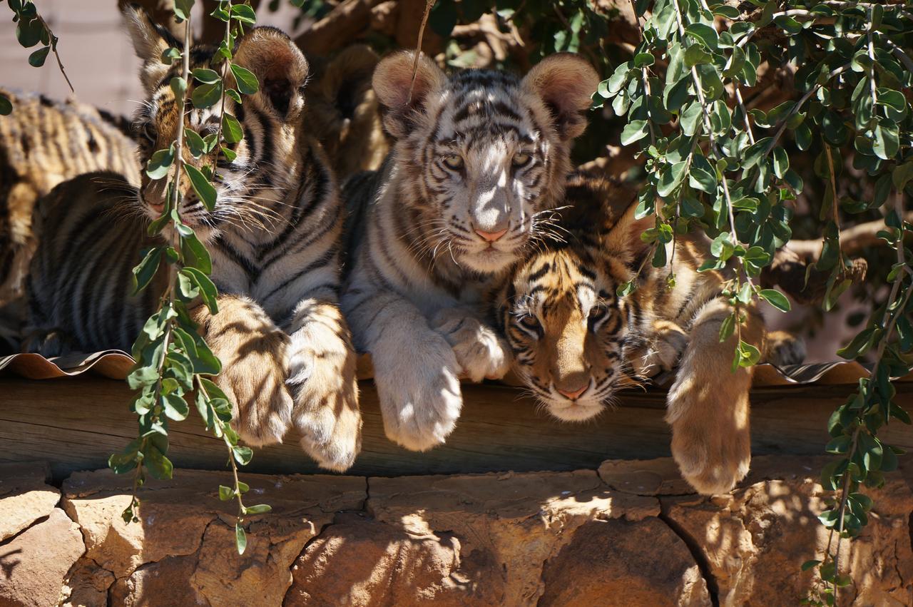 Boskoppie Lion & Tiger Reserve Kroonstad Kültér fotó