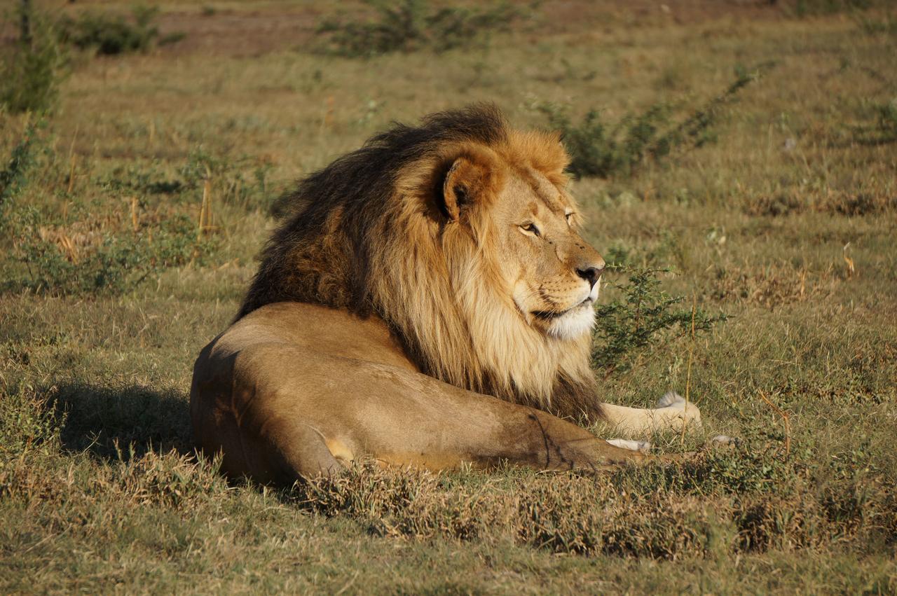 Boskoppie Lion & Tiger Reserve Kroonstad Kültér fotó
