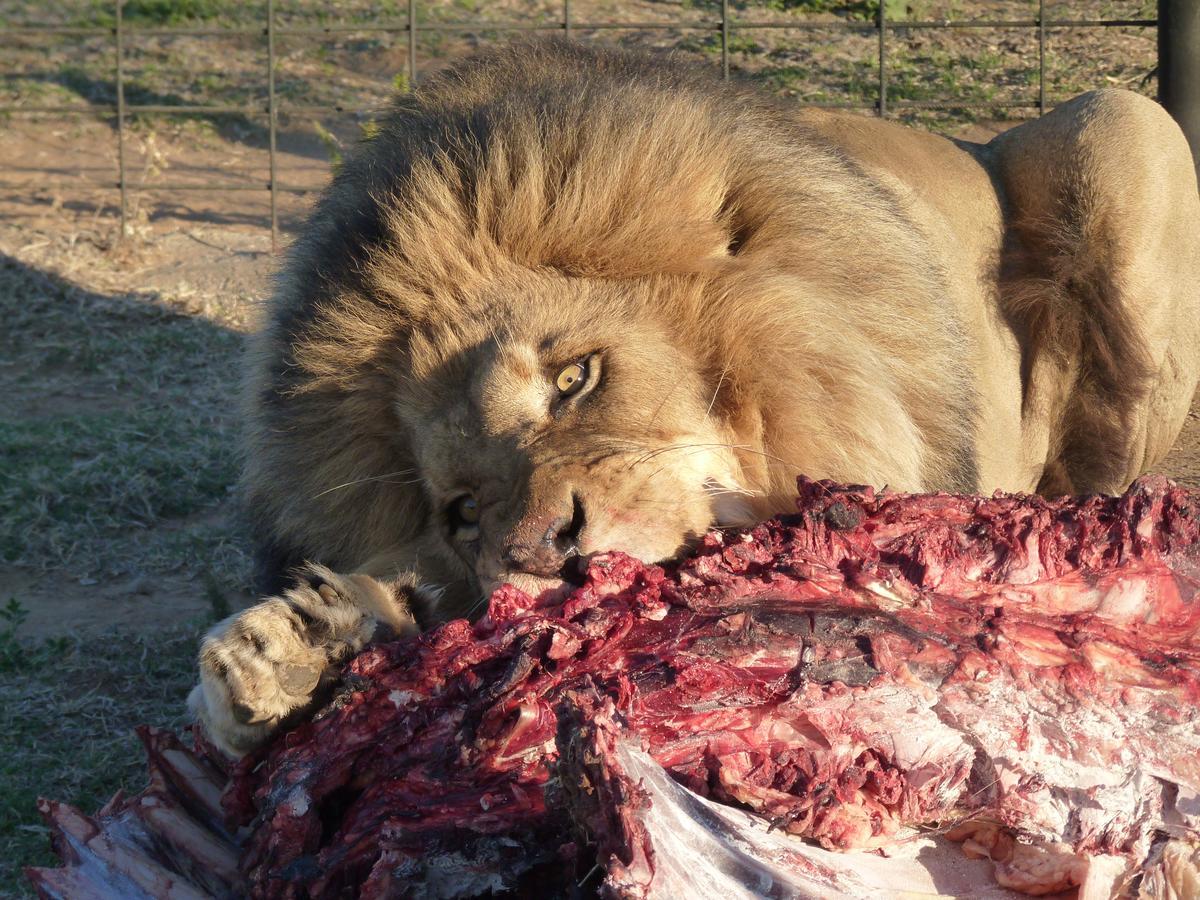 Boskoppie Lion & Tiger Reserve Kroonstad Kültér fotó